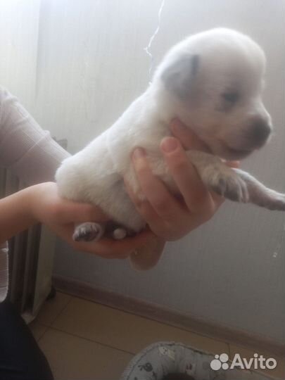 Собаки бесплатно