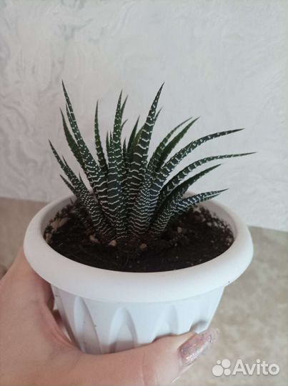 Хавортия полосатая