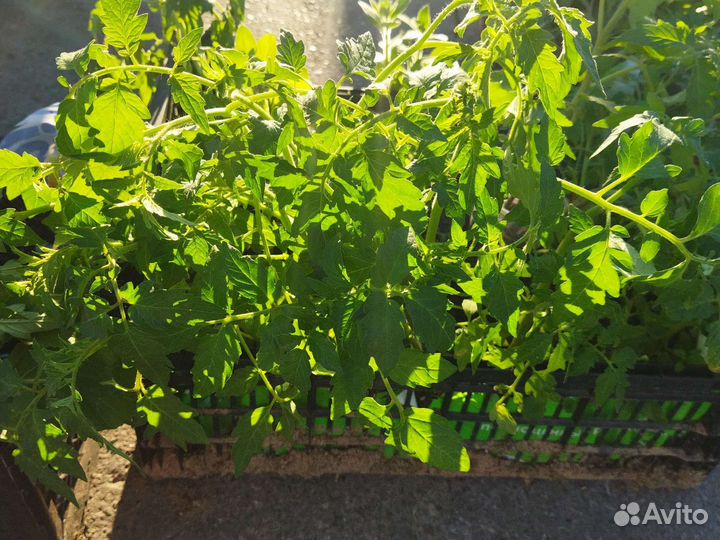 Рассада томатов и перцев, петунии, астры, бархотки