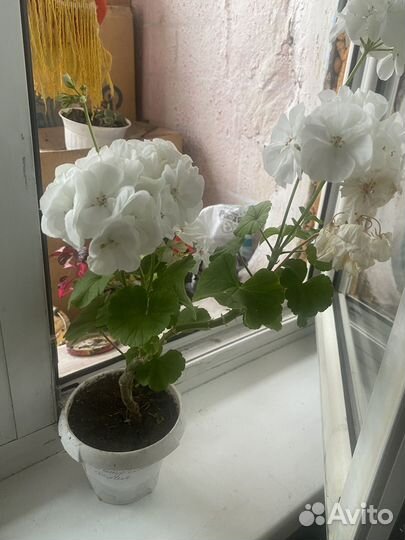 Пеларгония герань