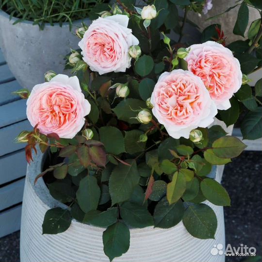 Роза Märchenzauber саженцы