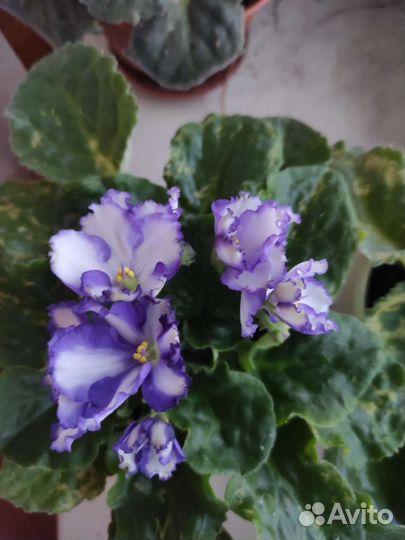 Сортовые фиалки