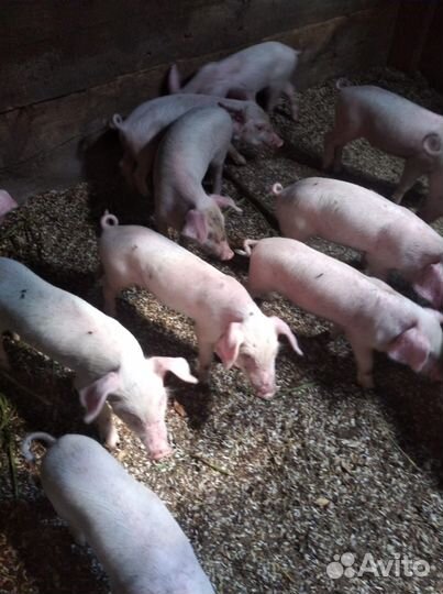 Поросята
