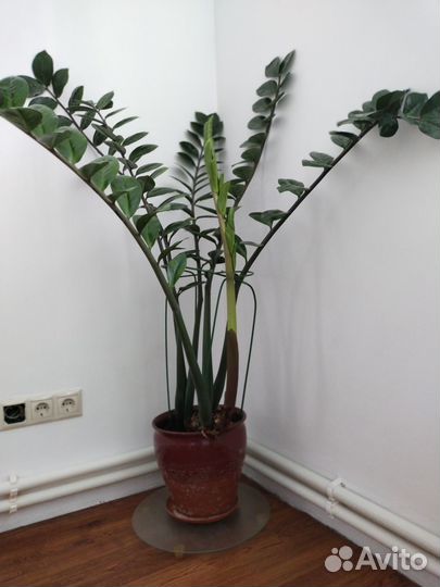 Замиокулькас