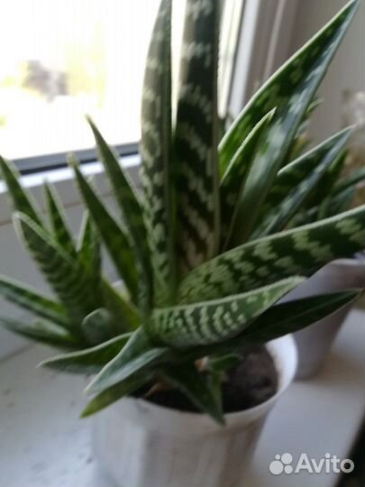 Алое тигровый, фикус