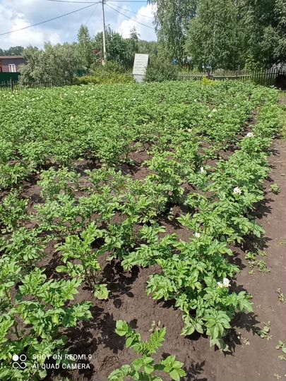 Участок 8 сот. (СНТ, ДНП)