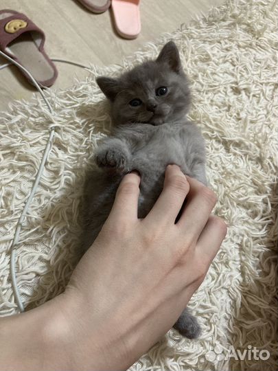 Британская