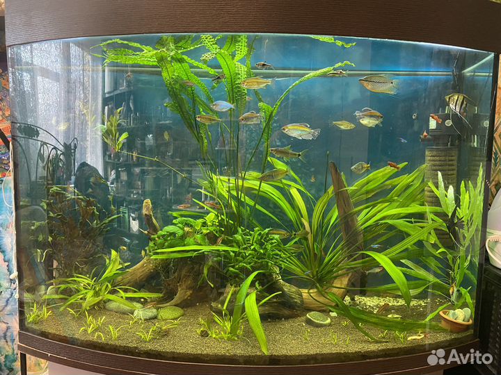 Аквариум с тумбой 400 литров