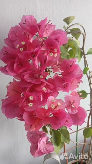 Бугенвиллия(