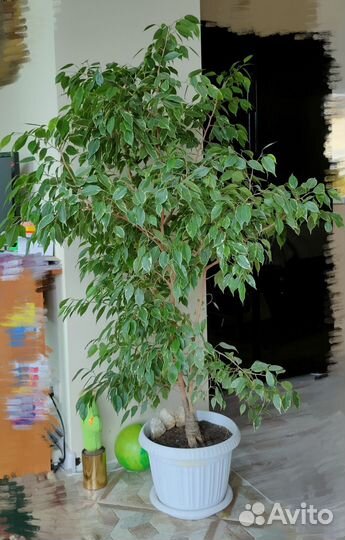 Фикус бенджамина большой