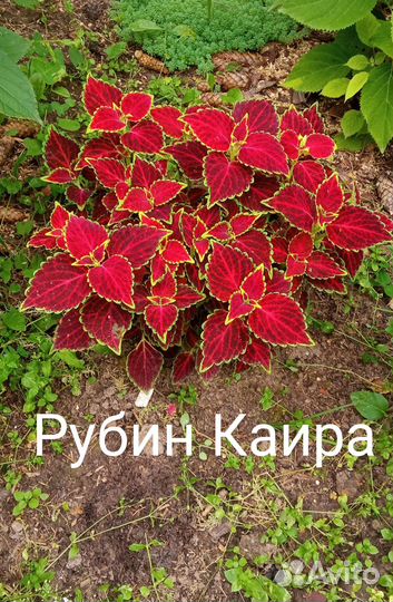 Срезы колеусов