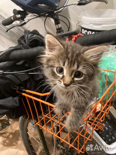 Сетка багажник на велосипед