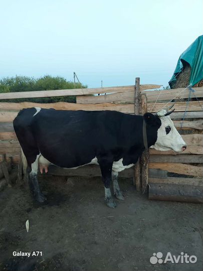Продаются 2 каровы