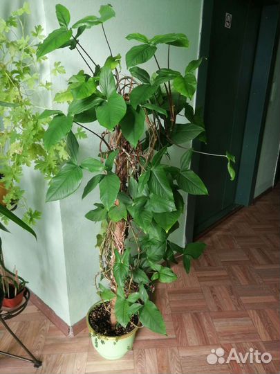 Вьюнок сциндапсус