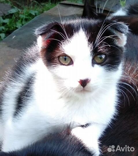 Кошка в дар бесплатно