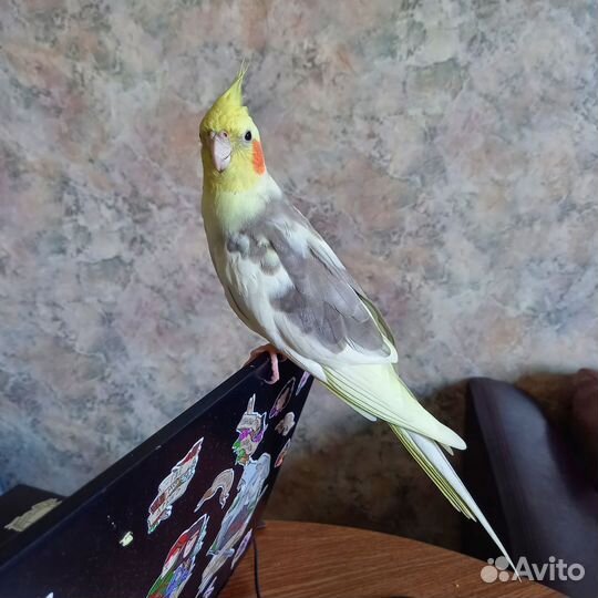 Попугай корелла мальчик с клеткой