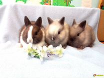Супер карликовые крольчата