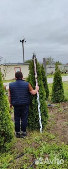 Туя Смарагд