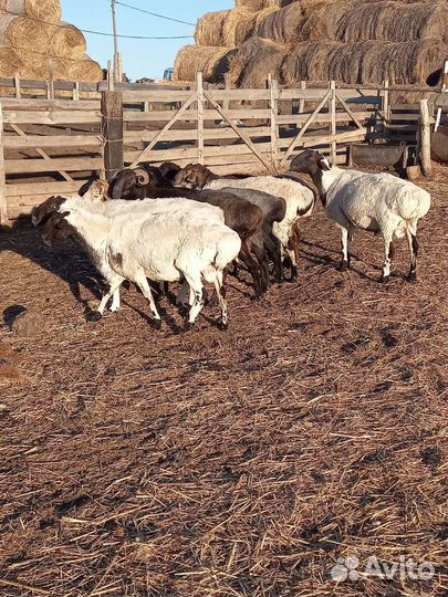 Овцы бараны