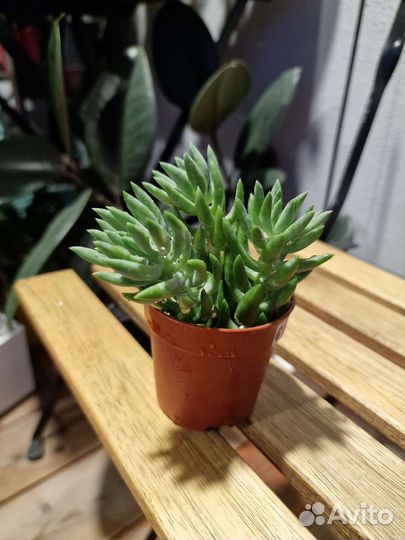 Молодило, суккуленты