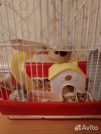 Джунгарский хомяк с клеткой