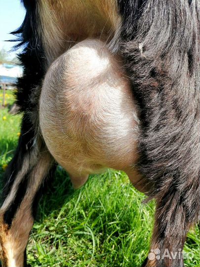 Козочки и козлики нубийские