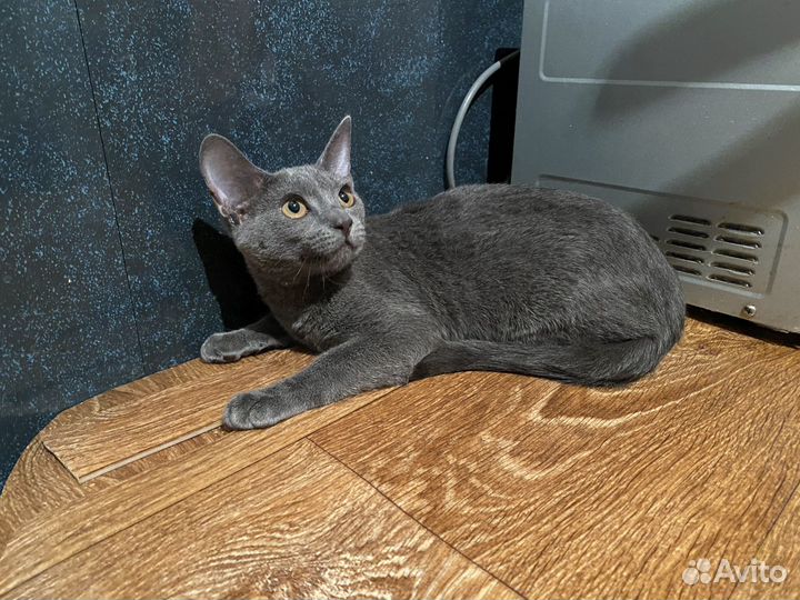 Котенок в самые добрые руки