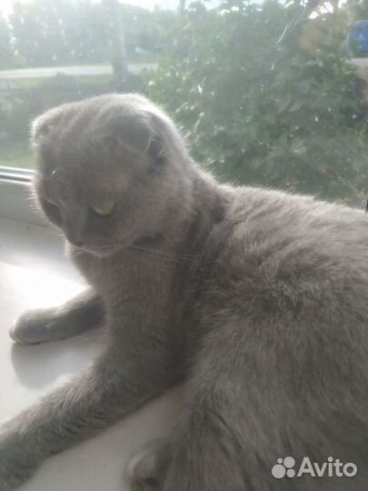 Британская кошка