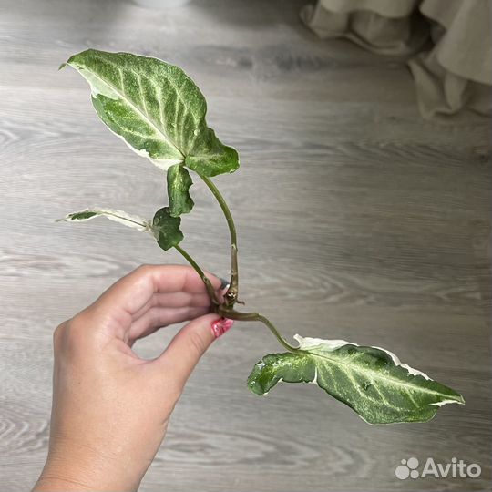 Сингониум старлайт