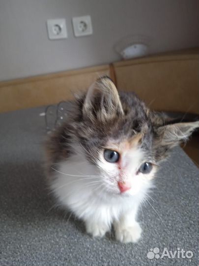 Котята