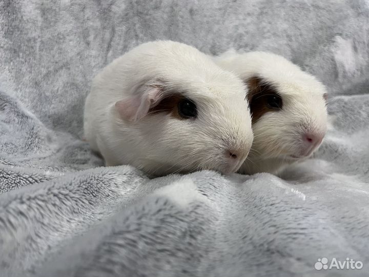 Морские свинки девочки цветной крестед