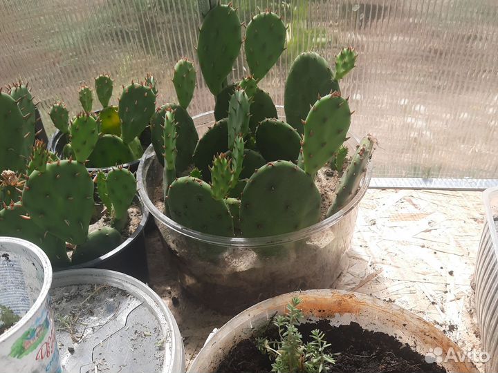 Кактус (суккулент) опунция, комнатный цветок