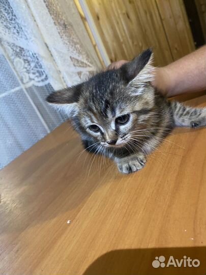 Котята в добрые руки даром