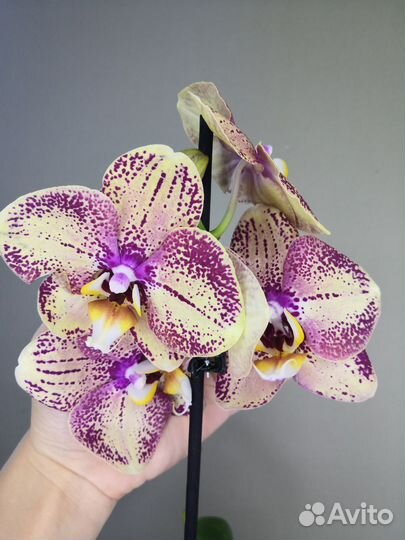 Орхидея фаленопсис Новиночка