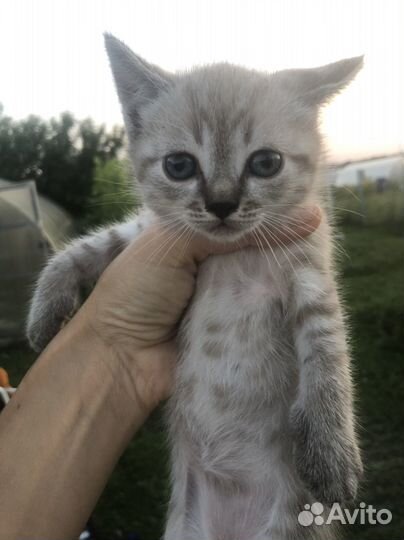 Котенок мальчик