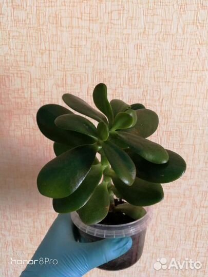 Тостянка (живое дерево)