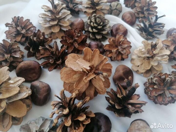 Шишки сосновые, каштаны набор