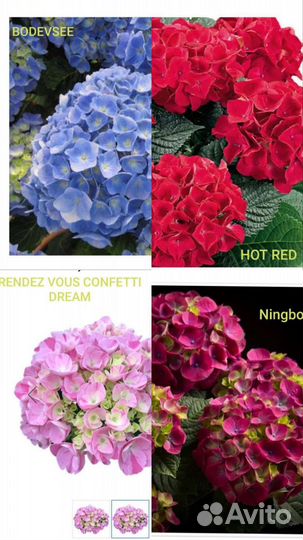 Гортензия крупнолистная