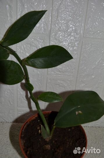 Рафидофора celatocaulis