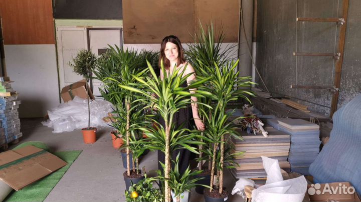 Деревья, растения для квартир, домов, кафе, от