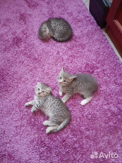 Британские котята