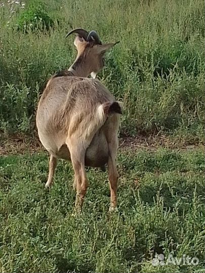 Коза дойная