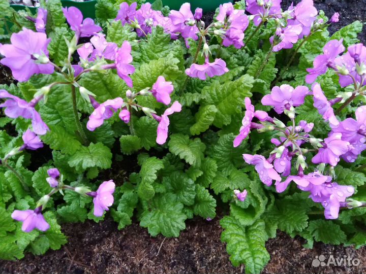 Примула жёлтая, сиреневая, малиновая,белая