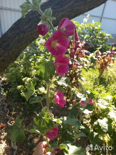 Мальва цветы- китайская роза