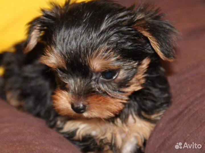Йоркширский терьер мини,микро