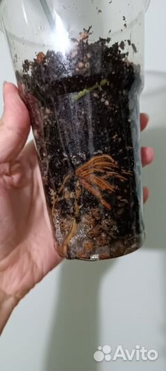 Ректофиллум