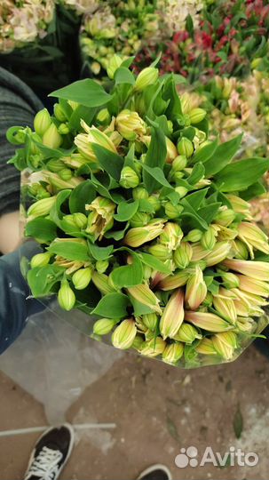 Альстромерия