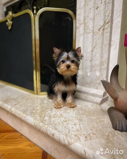 Йоркширский терьер