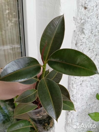 Фикус Бенджамина