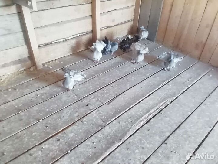 Продажа голубей